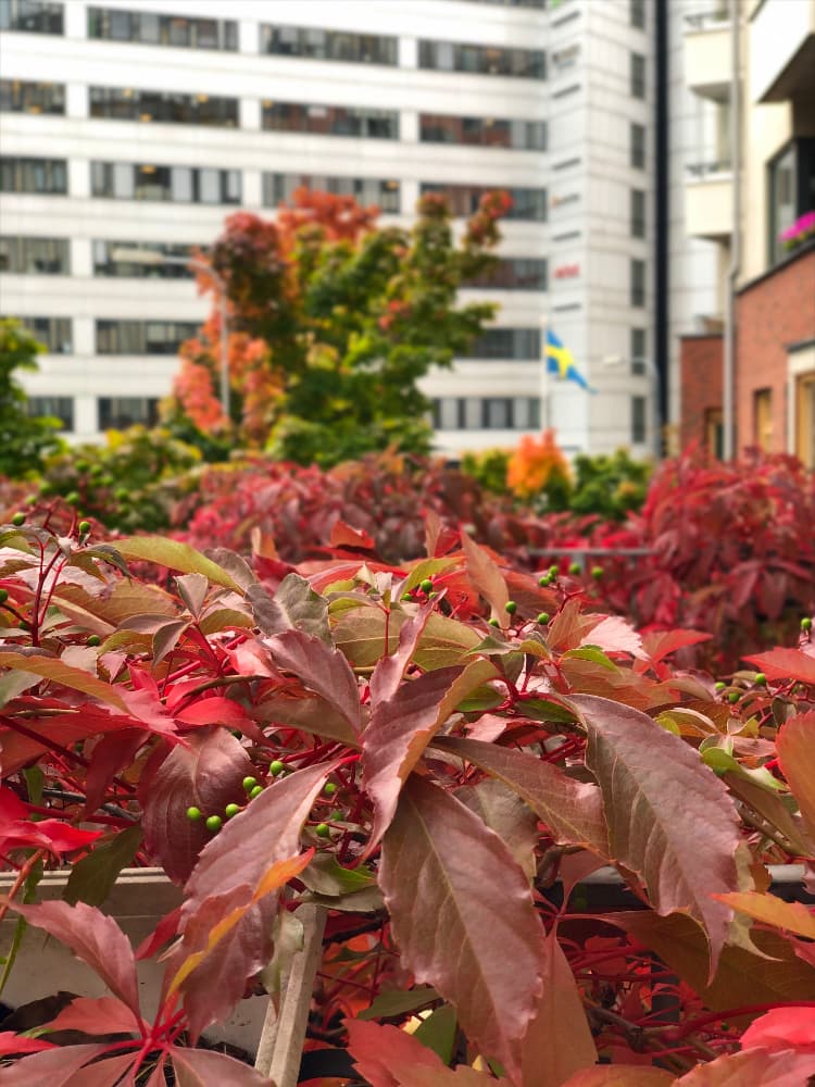 Tree leaves changing color. Swedish flag flying in background.