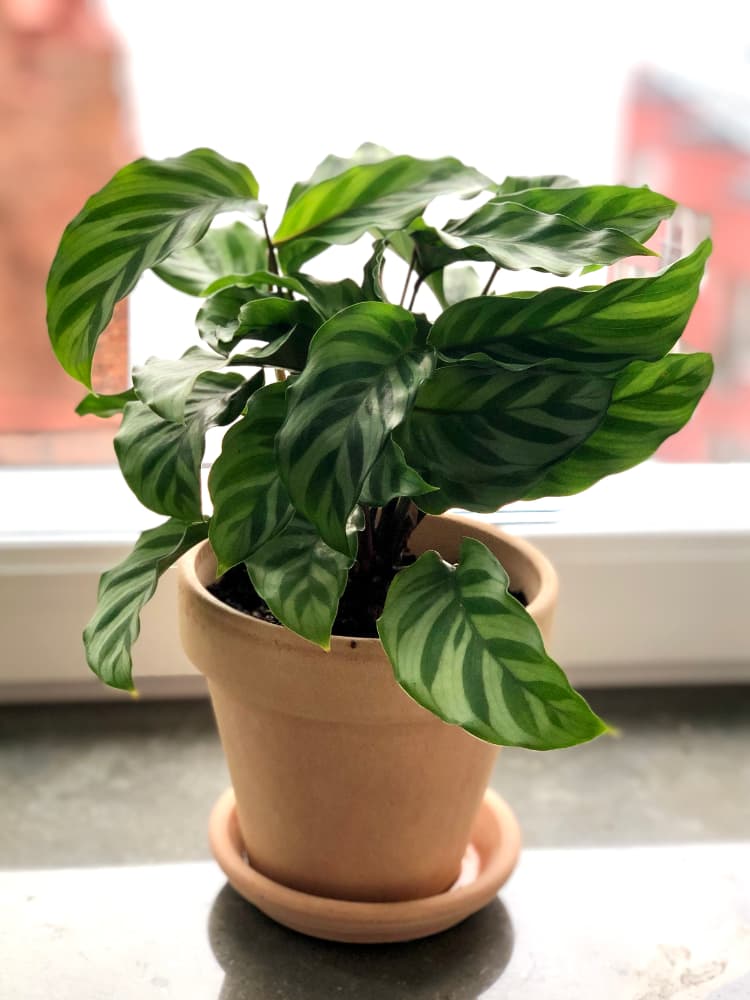 House plant in front of window