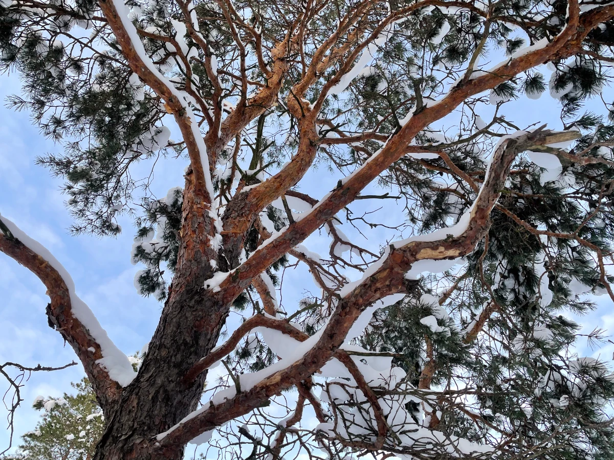 Looking up at tree with snow on branches