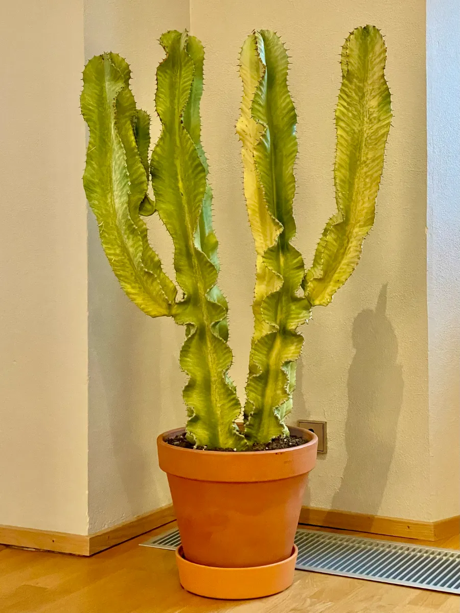 2 cacti in single pot, each with arm splitting off to side