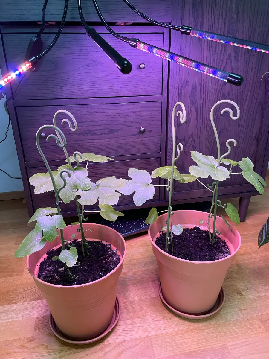 2 pots of okra plants growing under LED grow light strips in front of dresser