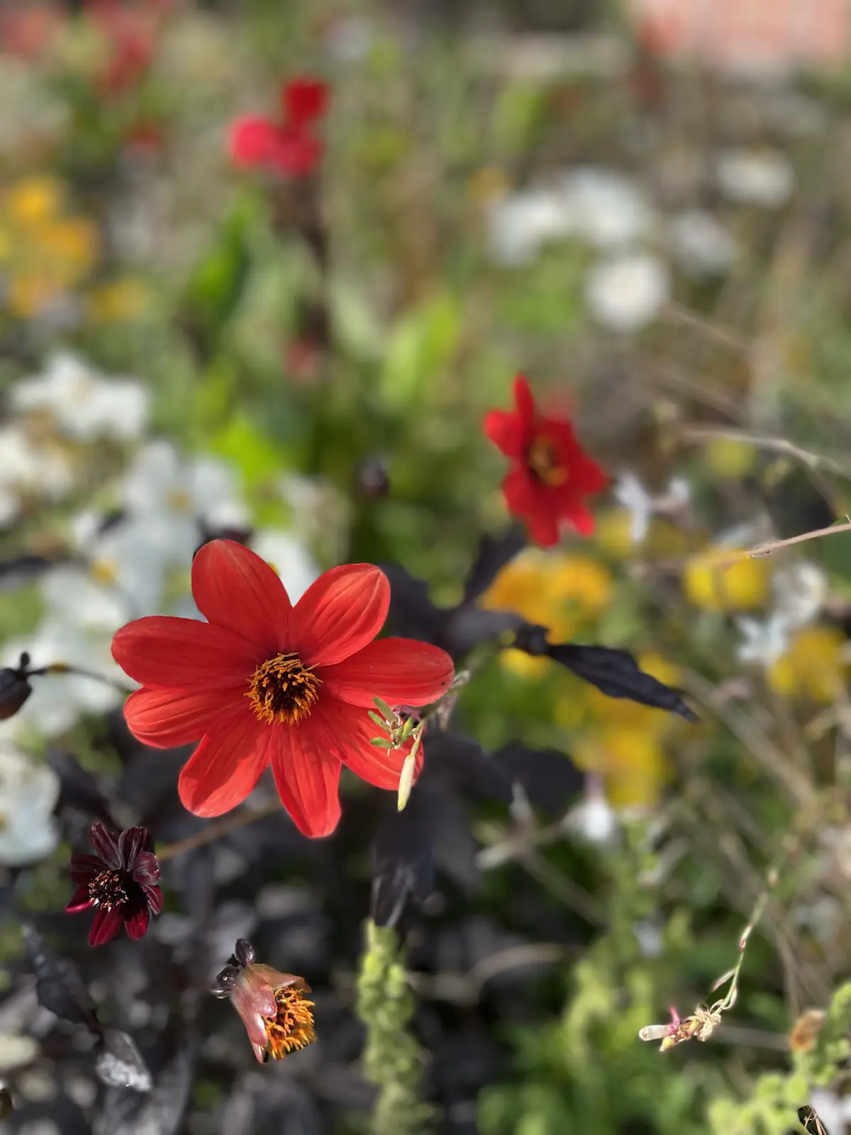 Macro photo of a red wildflower