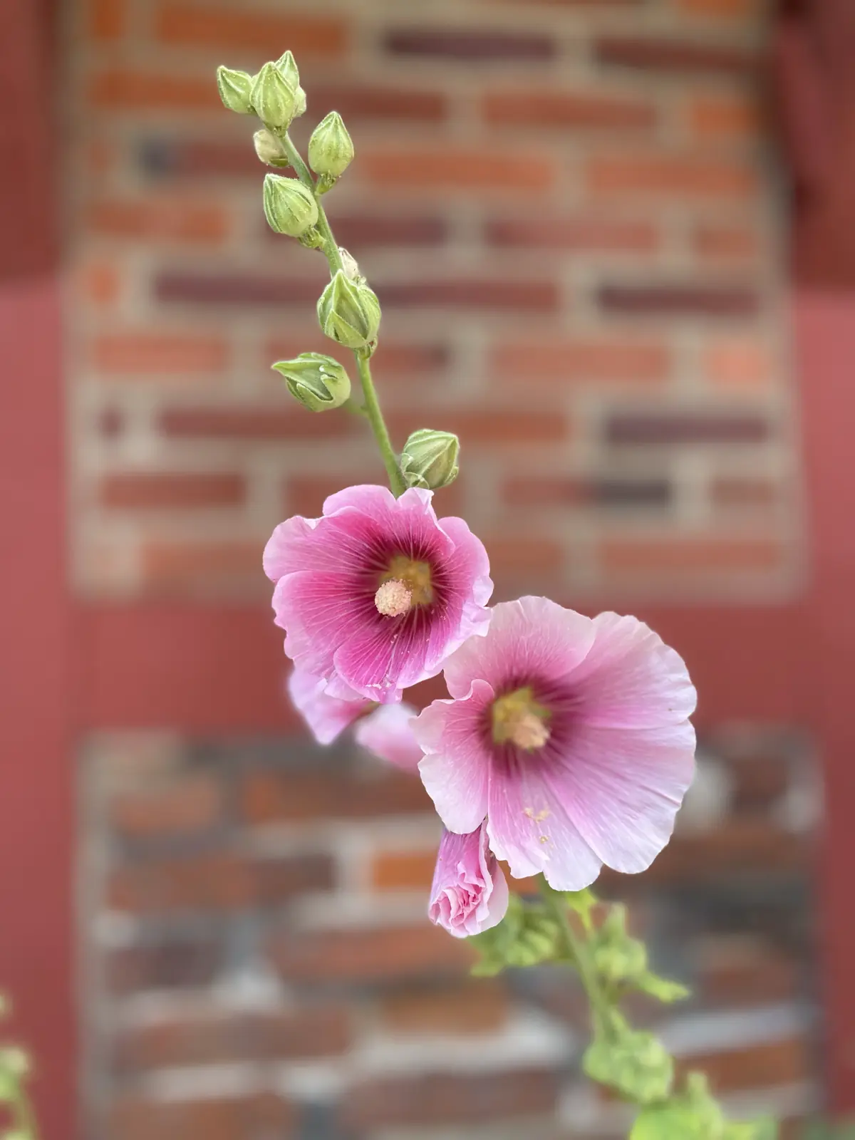 Macro photo of a pink wildflower