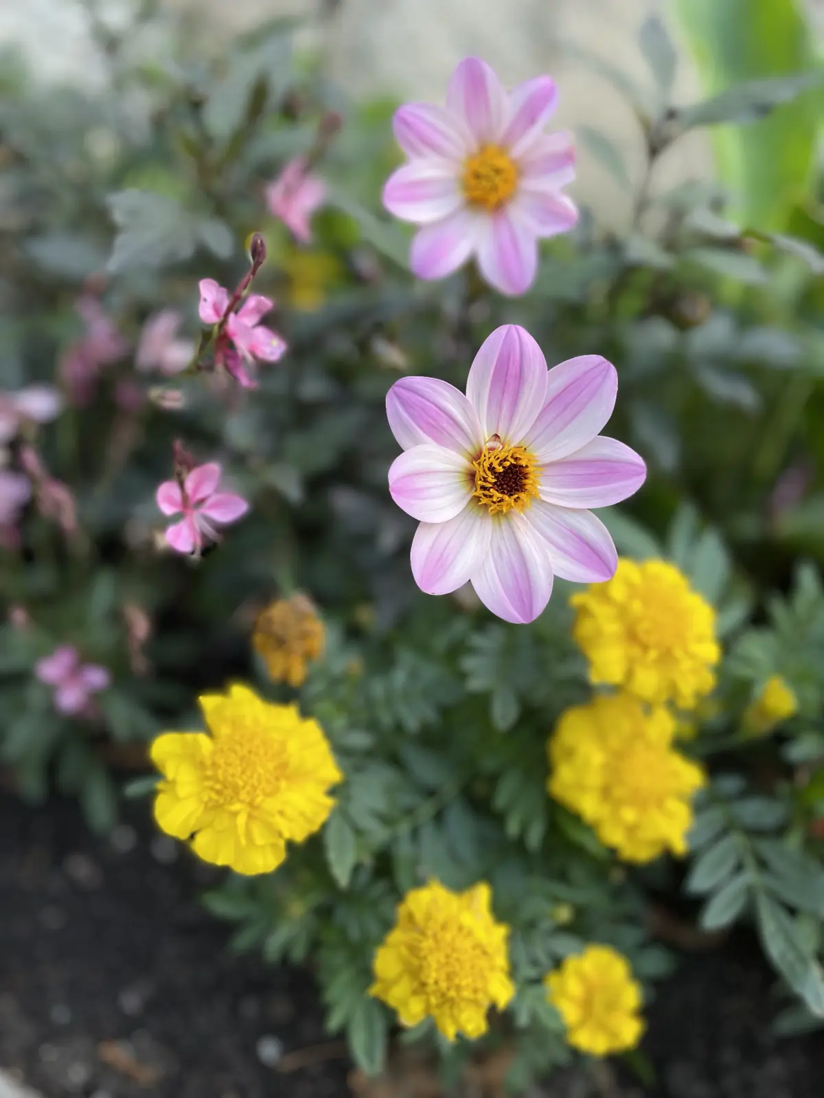 Macro photo of pink and yellow wildflowers