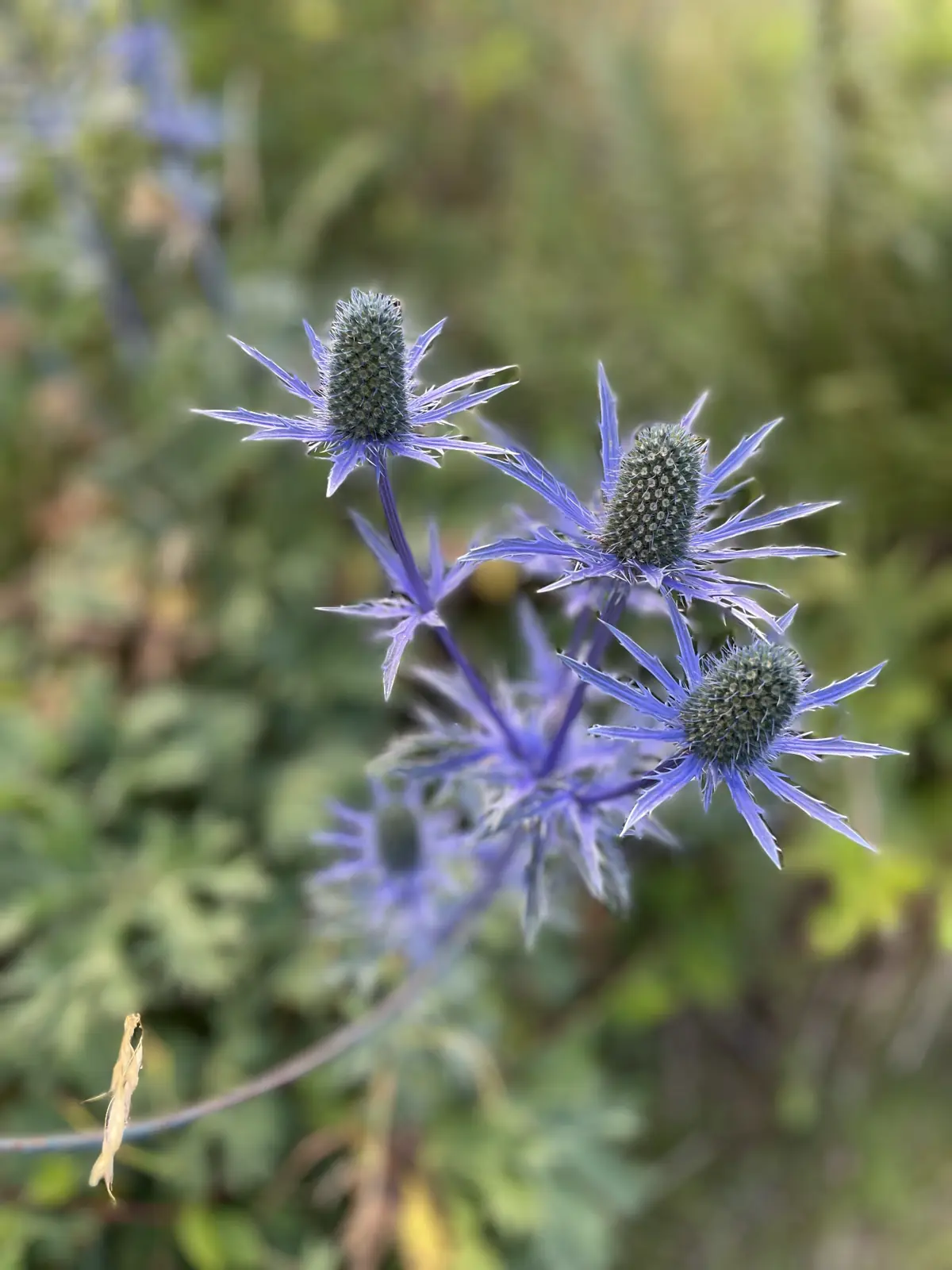 Macro photo of a purple wildflower