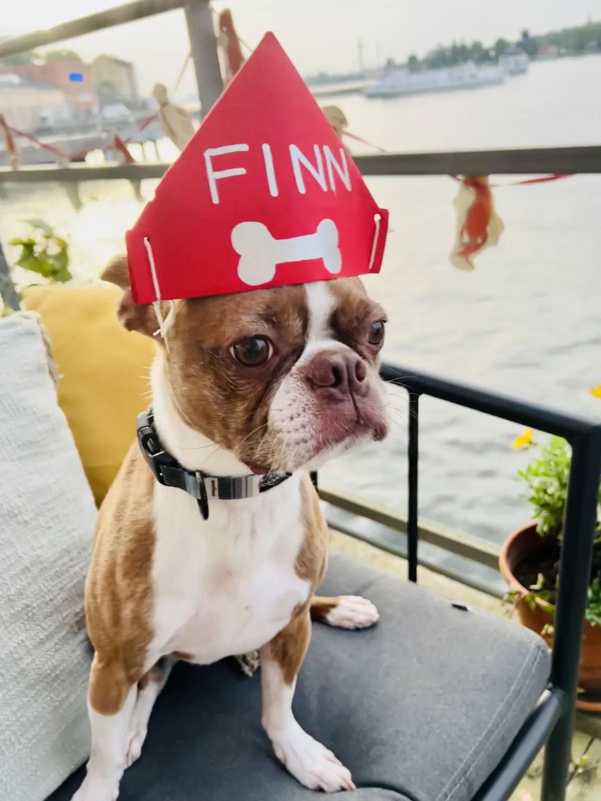 Boston Terrier wearing a red paper hat with name, Finn, and bone drawn on it