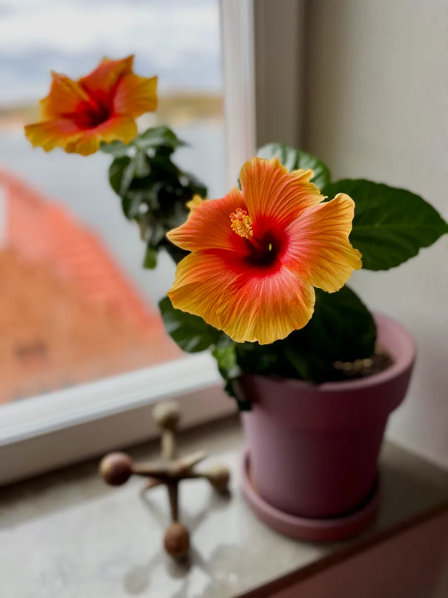 Hibiscus plant with 2 flowers on indoor window sill