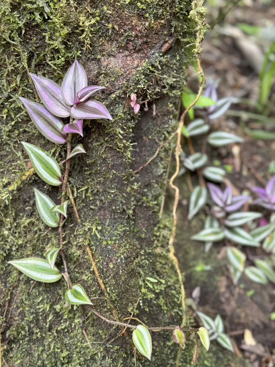 vine growing up tree with leaves going from green to purple