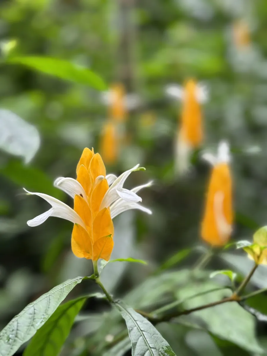 orange and white flower